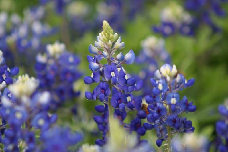 Bluebonnets in Texas are beautiful during spring.