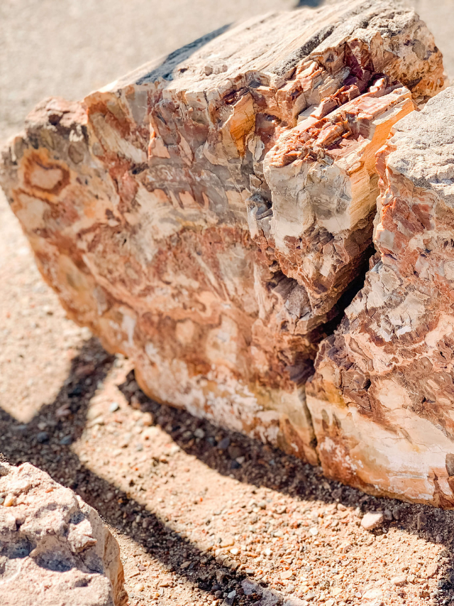 The Petrified Forest in Arizona